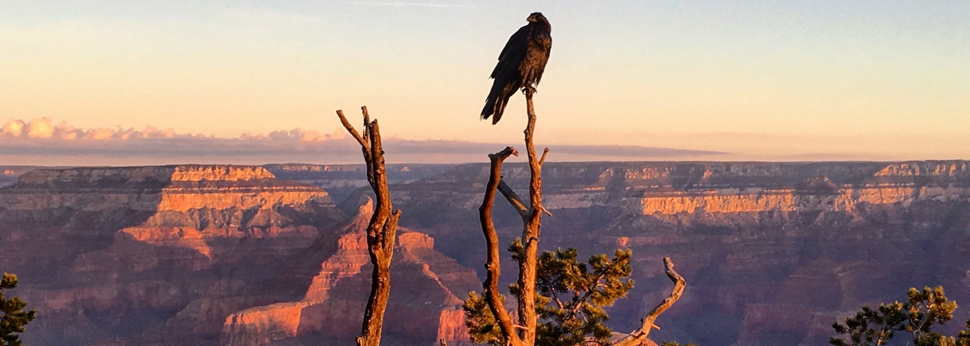 Go On a Wildlife Tour - Top 10 Outdoor Activities in Colorado for Adventure Seekers